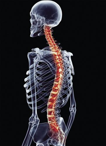 Spine