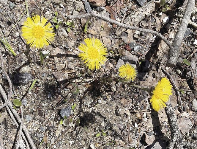 Wheel Family Fun - Bright yellow Coltsfoot flowers