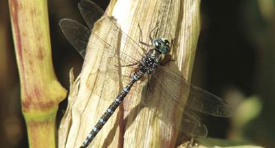 Dragonfly