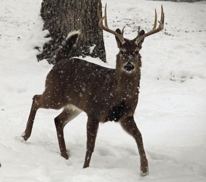 Officer takes 'don't feed deer' message to streets