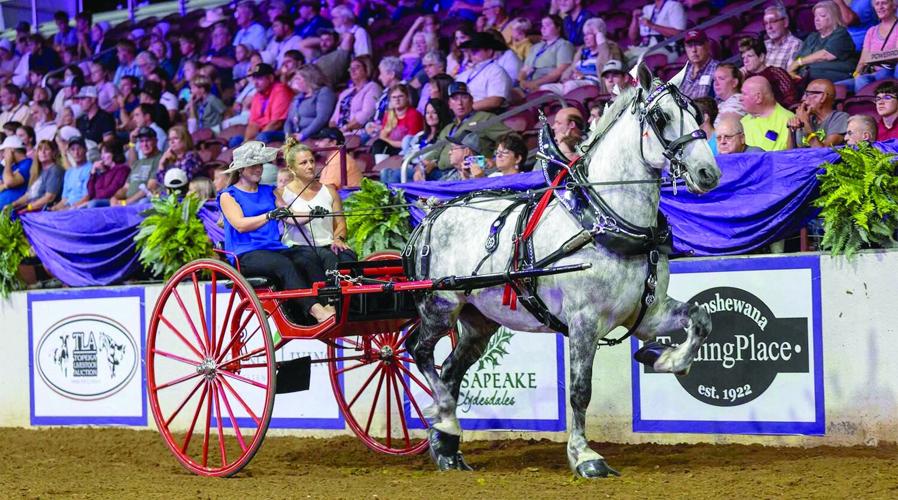 Husseys - Allie Hussey and mum Julie with Percheron Marshall