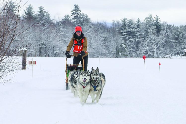02-21-26 TOC Sled Dog head-on wider