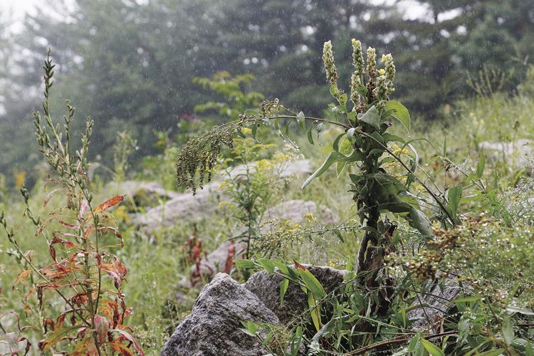 08-28-21 dripping plant facing land