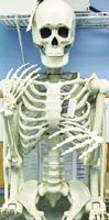 Stolen Halloween skeleton leads to arrest of 2