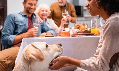 Cozy Up to Peace of Mind: 4 Tips to Avoid Common Pet Hazards This Thanksgiving