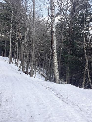 Wheel Family Fun - last snow on a trail