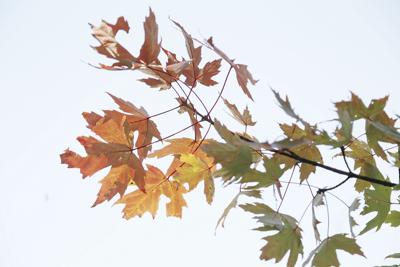 09-16-24 Foliage gradient tight