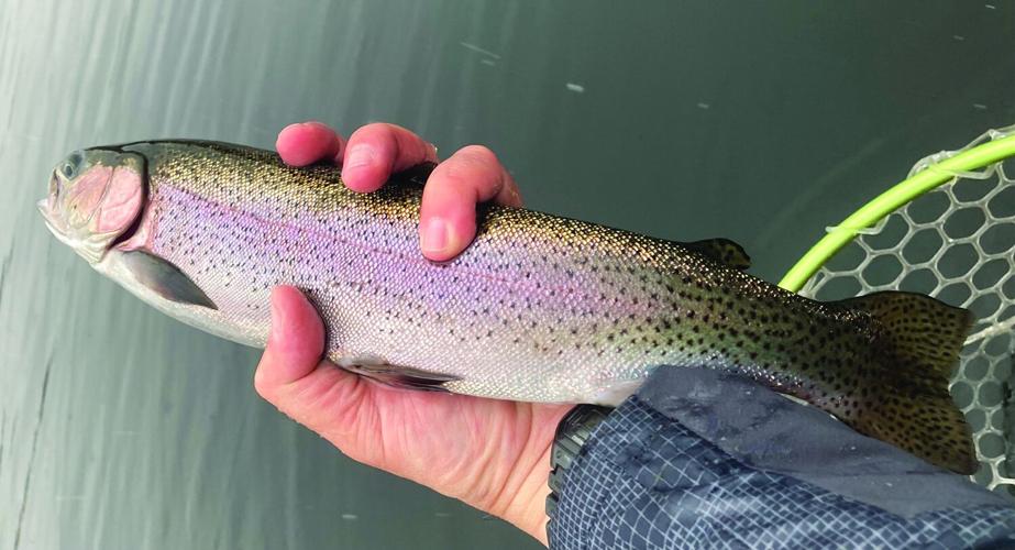 North Country Angler - large rainbrow trout