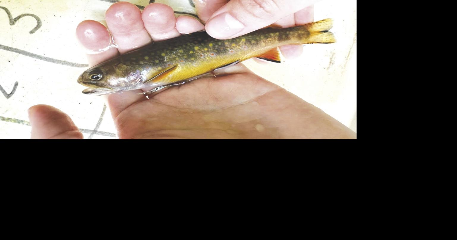 Notes from a Naturalist: New Hampshire’s state fish: The eastern brook ...