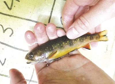 Notes from a Naturalist-brook trout