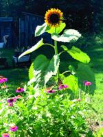 More Thoughts While Weeding: Labor Day reflections