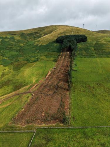 Work has begun to remove a historic woodland affectionally known as “penis wood” – despite thousands of protestors.