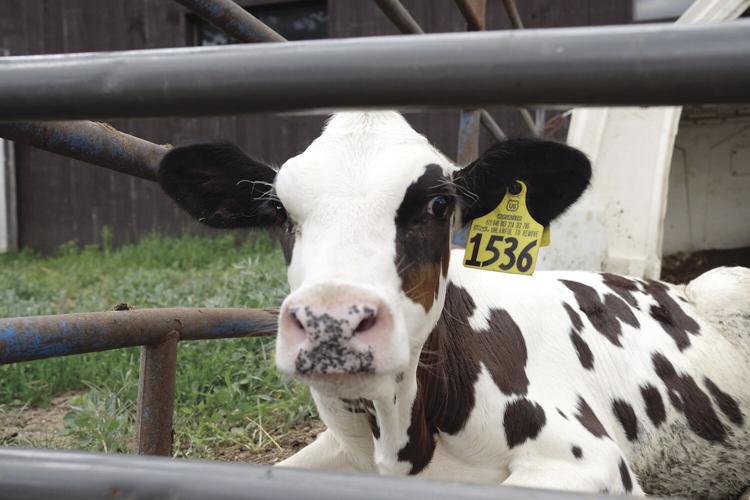7-30-20 Naughtaveel Farm - calves