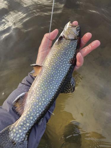 fish column pic.jpg