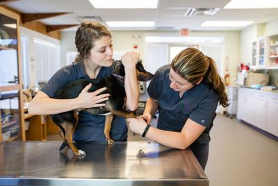 White Mountain Community College expands veterinary clinic partnerships