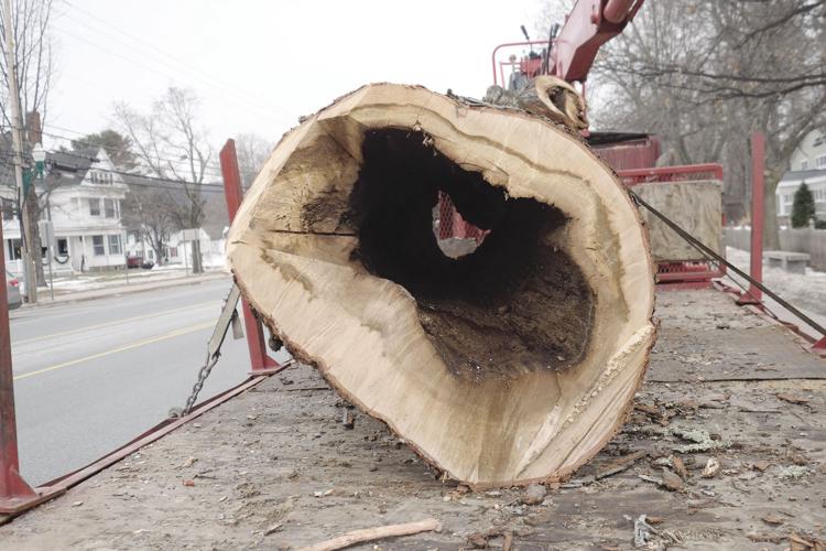 1-13-20 tree cut trunk