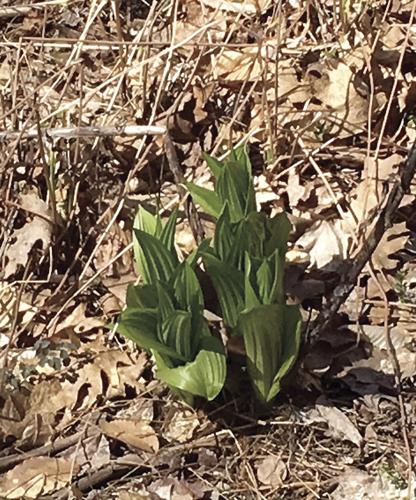 Wheel Family Fun - false hellebore