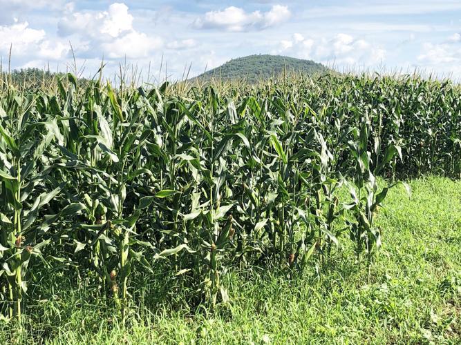 corn
