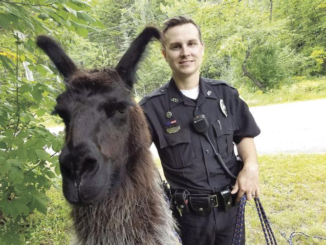 Noir, the llama