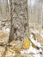 A banner day at Bowl Research Natural Area