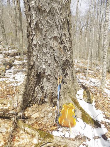 5-2-2020 Parsons-Bowl Research Natural Area