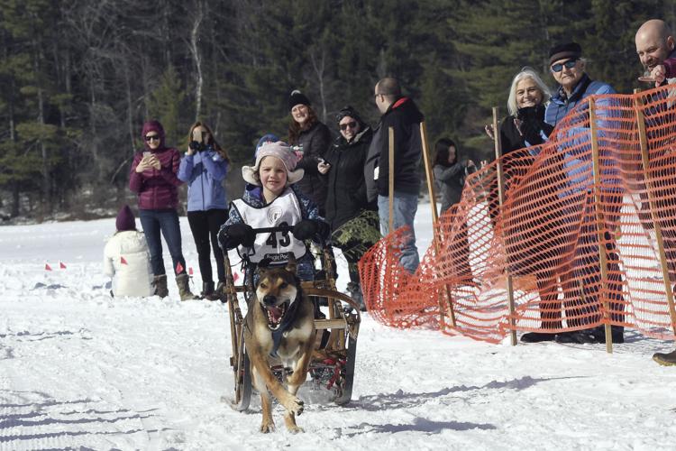 3-3-19 Tamworth sled dogs