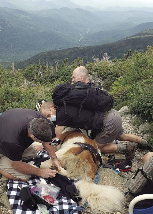 Saint Bernard rescue close up