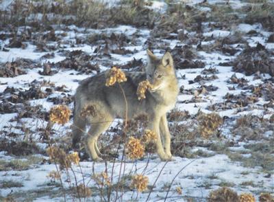 11-28-19 Albany Town Column-Coyotes