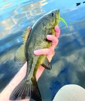 North Country Angling: Fishing tournament update