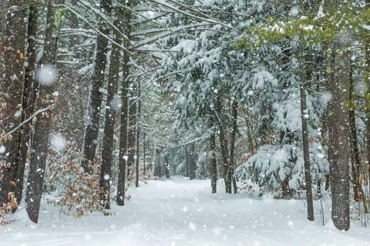01-26-25 Snowstorm snowy woods horizontal