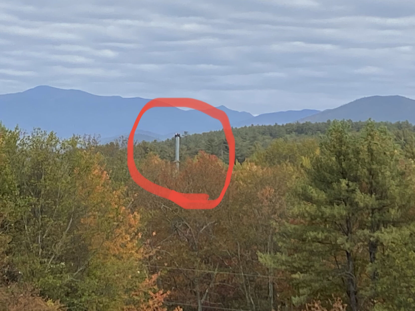 Bob Lang crane picture