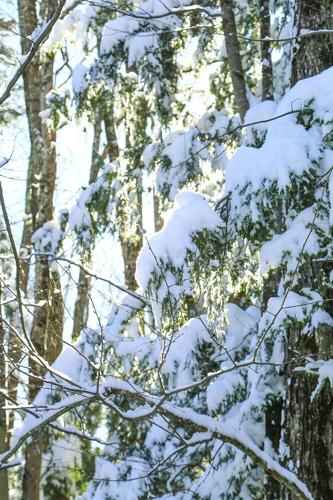 12-03-25 Snow vertical branches