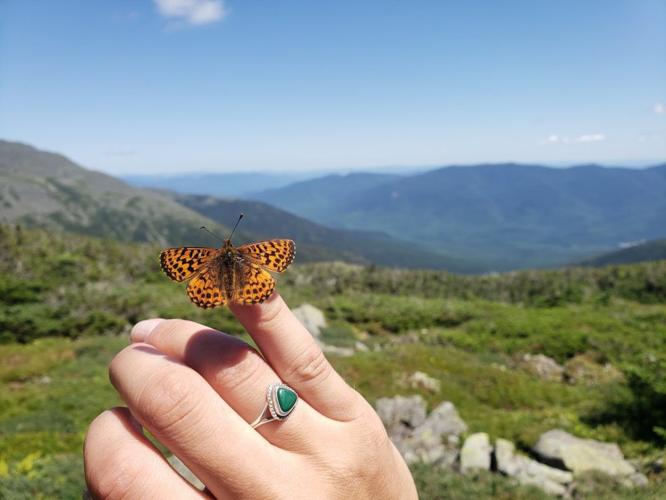 The Secret Life of NH’s Endangered Mountain Butterfly