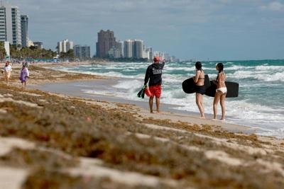 Sargassum littered beaches in Fort Lauderdale, Fla., in spring 2023, making a mess during spring break.