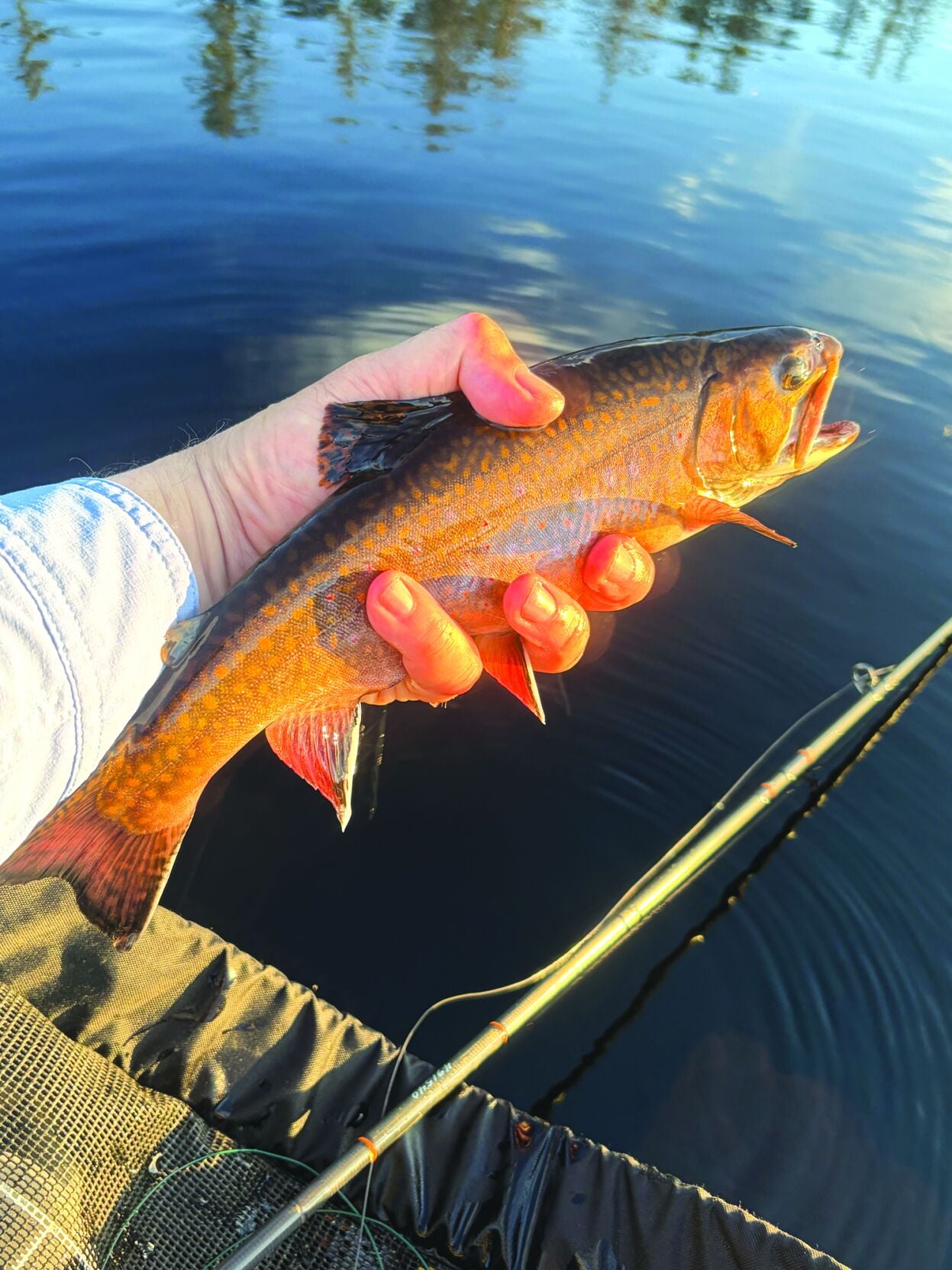 Brook trout