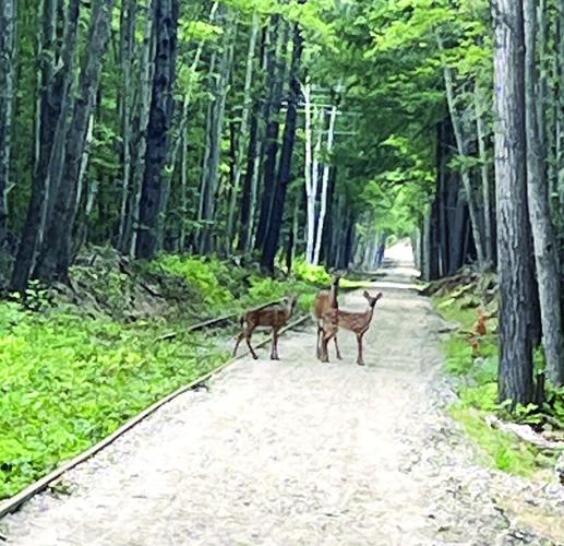 Wheel Family Fun - Conway Branch Rail Trail - in Center Ossipee 2