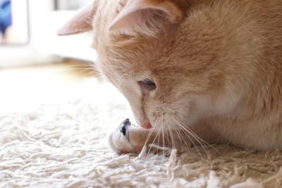Does that look tasty?