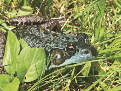 Blue Frog grass