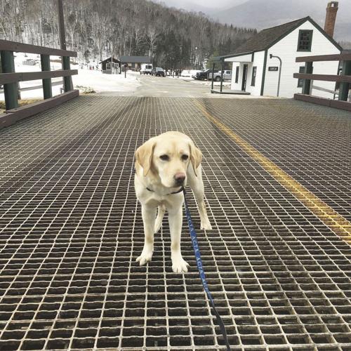 A.C.T.S. puppy — Feather