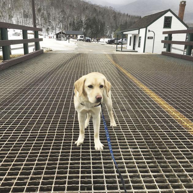 A.C.T.S. trainer: Service dogs miss 'normal' world