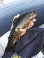 North Country Angling: 'There’s no fish in Saco Lake'?