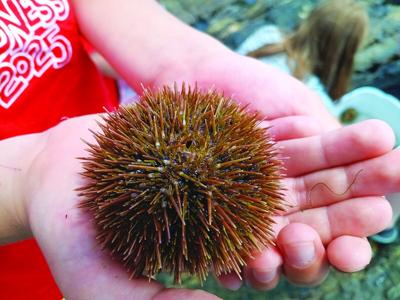 sea urchin