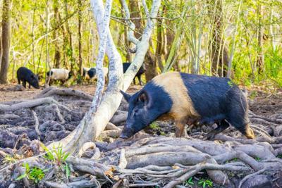 Feral swine are found in at least 35 states in the U.S.