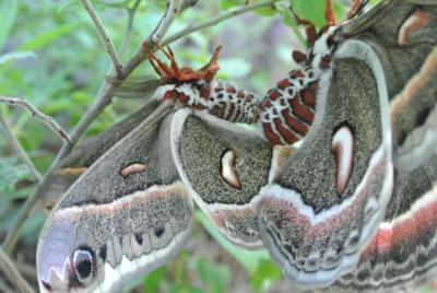 Notes from a Naturalist-Cercropia moths