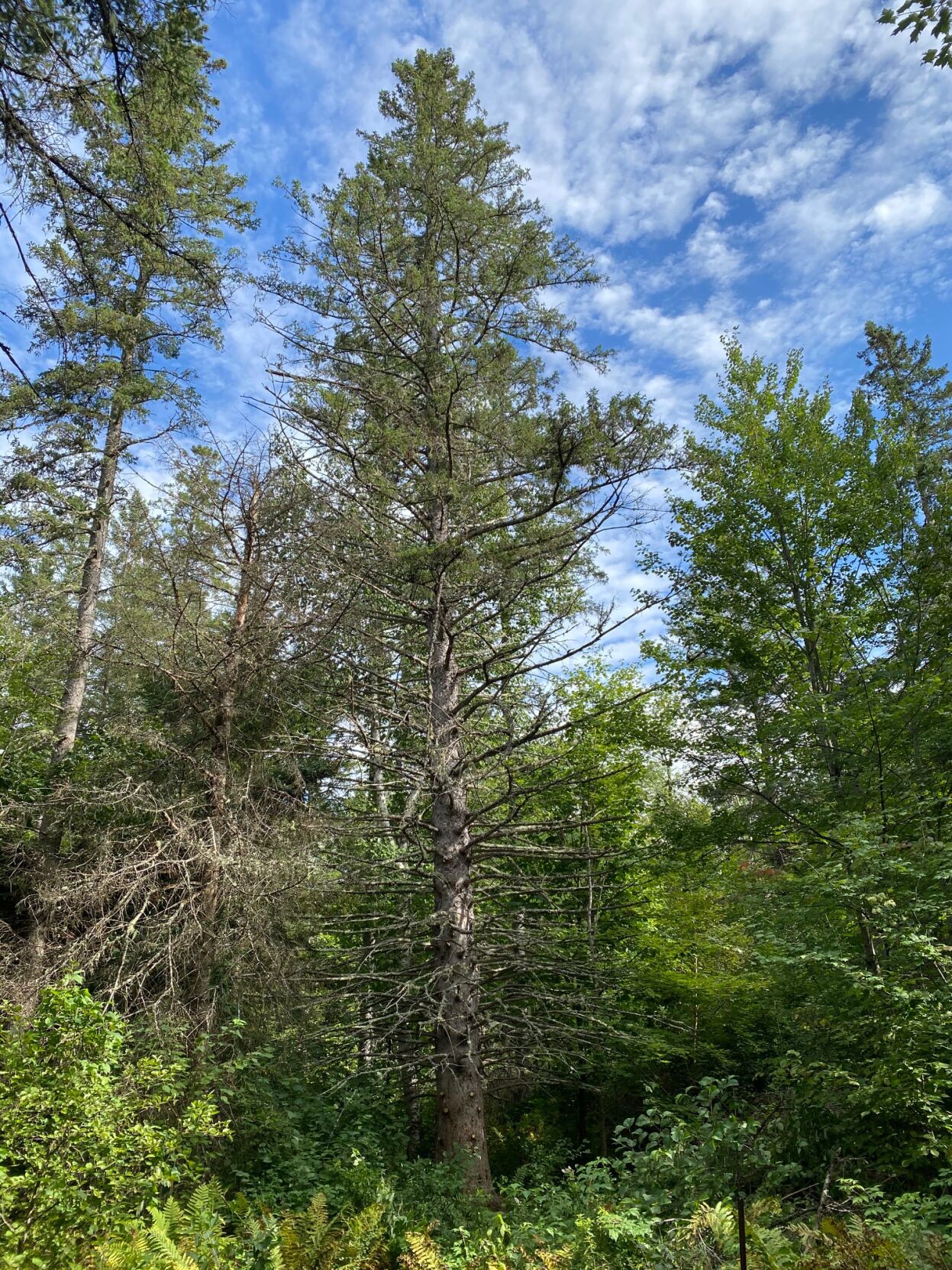National champion white spruce remains healthy