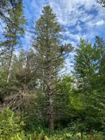 Champion spruce in Pondicherry growing strong
