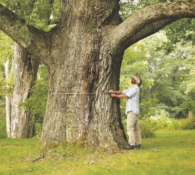 Kevin Martin-Big Tree Program measurer