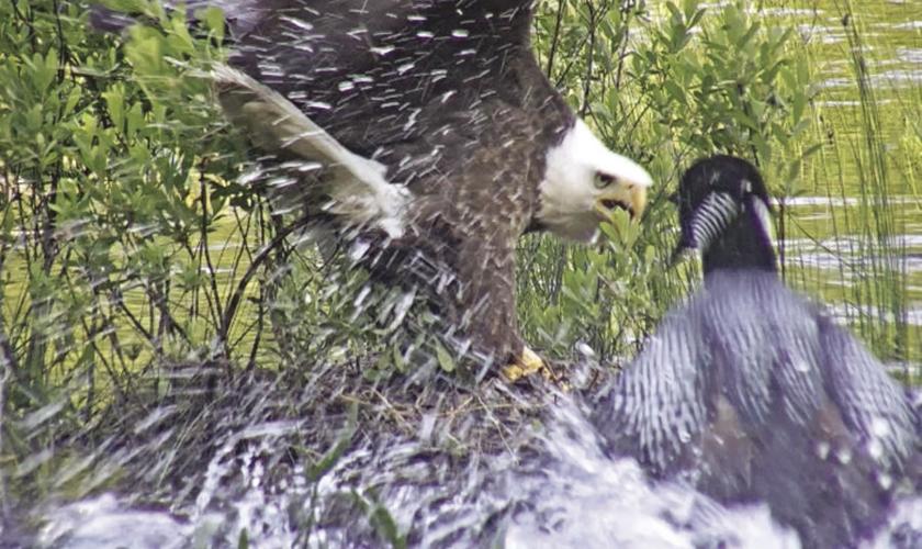 eagle on loon