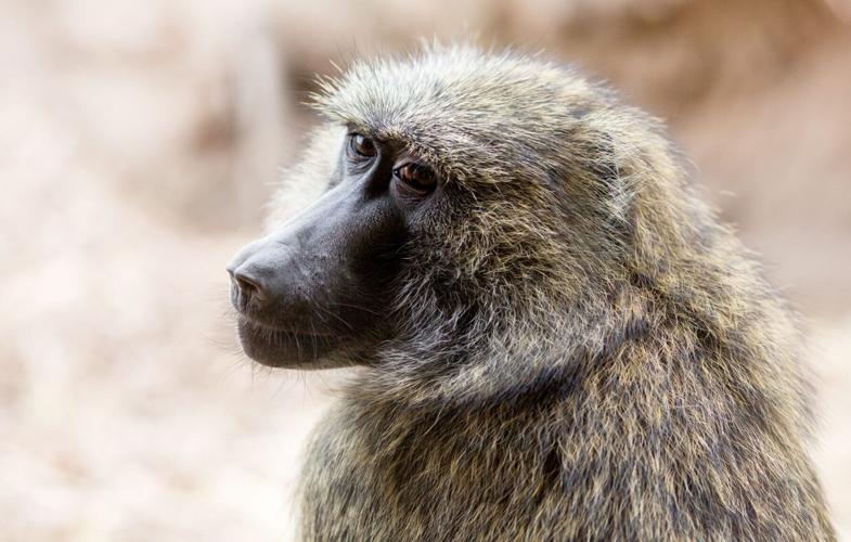 Children share a common understanding of geometry with monkeys, reveals study
