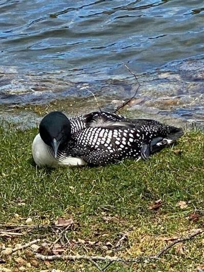 Lead tackle poisons loons